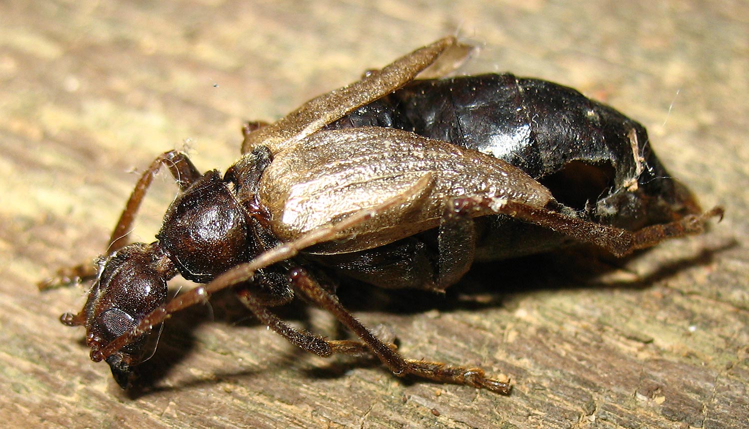 Vesperus luridus