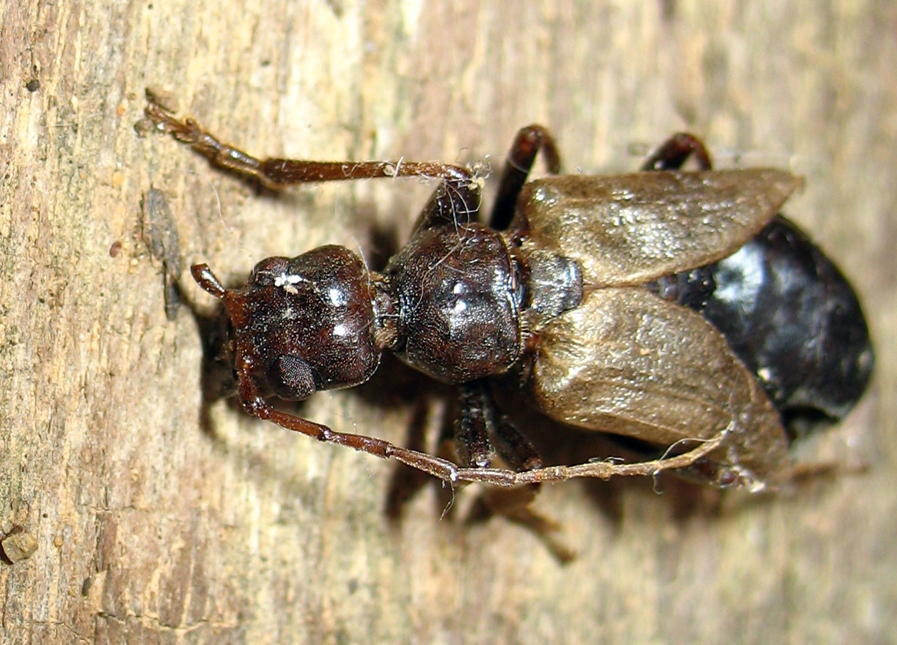 Vesperus luridus