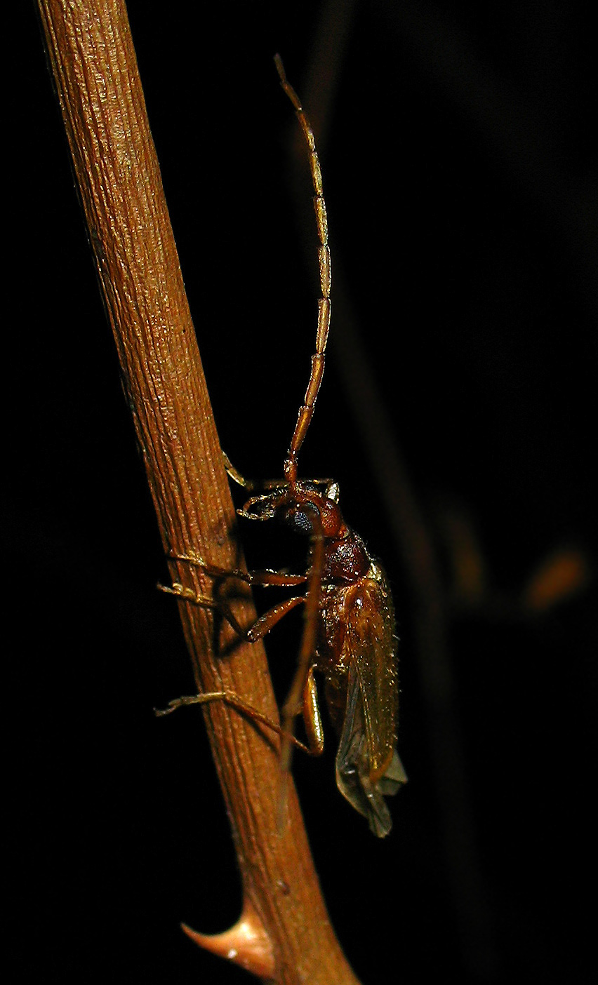 Vesperus luridus