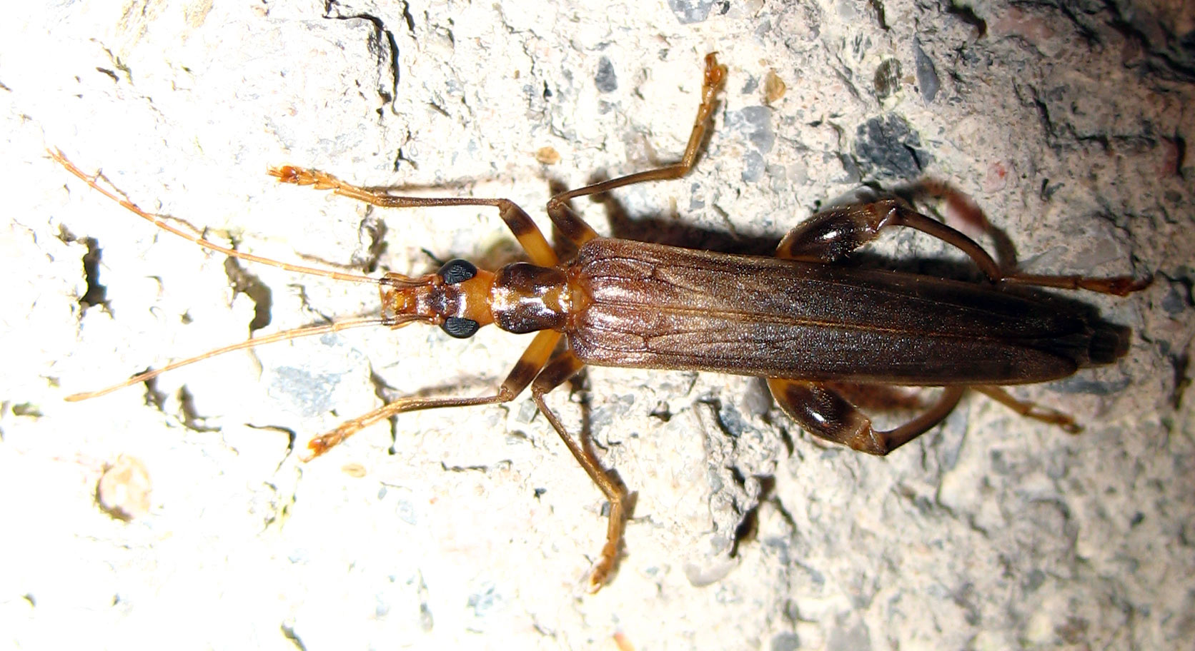 Oedemera (Oncomera) femoralis femoralis dell''Isola d''Elba