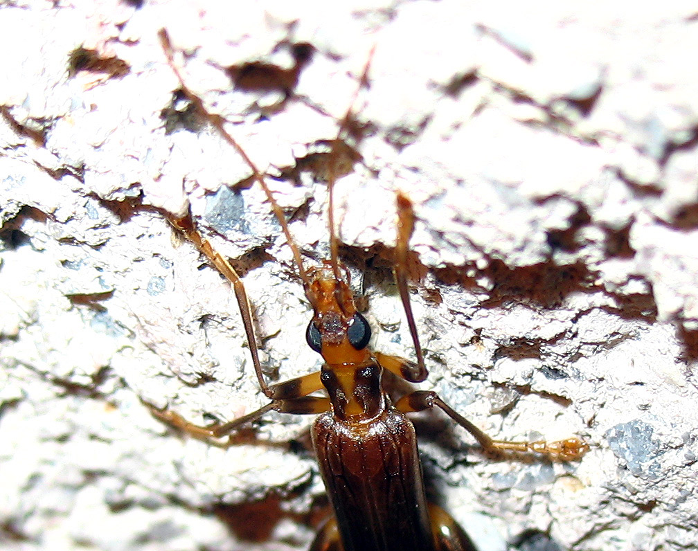 Oedemera (Oncomera) femoralis femoralis dell''Isola d''Elba