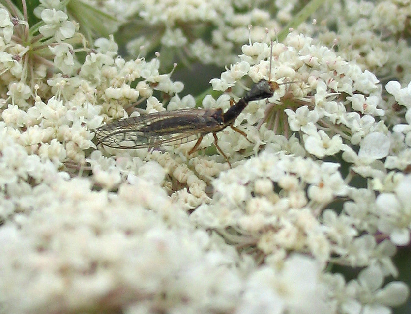 Xanthostigma corsicum