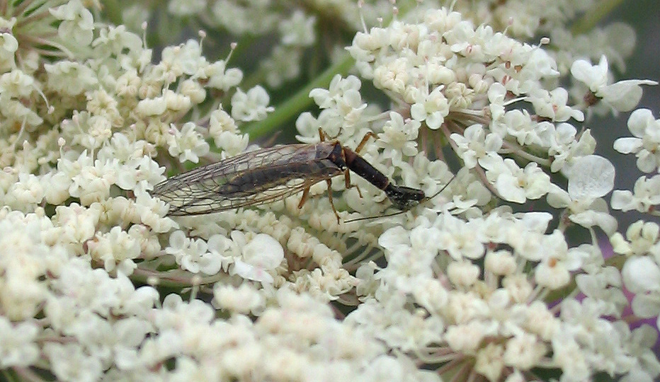 Xanthostigma corsicum