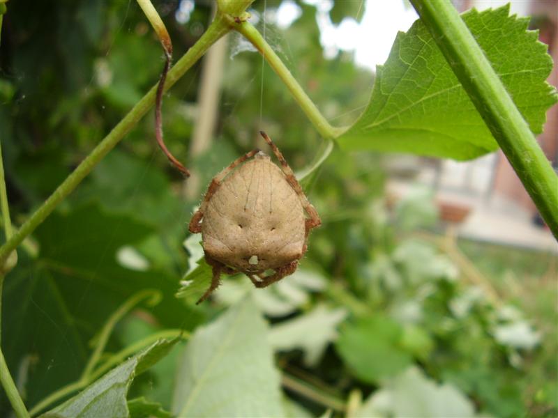 Araneus sp.