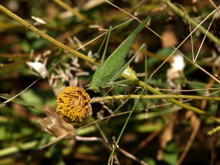 Due ortotteri: Phaneroptera sp. e Tylopsis lilifolia