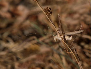 Due ortotteri: Phaneroptera sp. e Tylopsis lilifolia