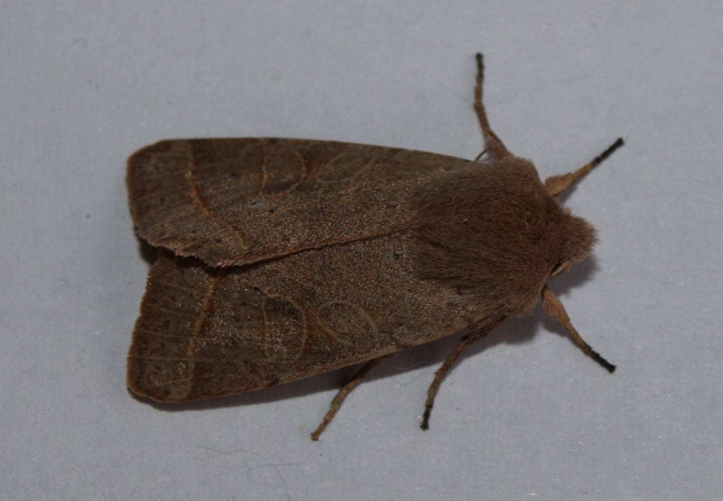 Orthosia cerasi