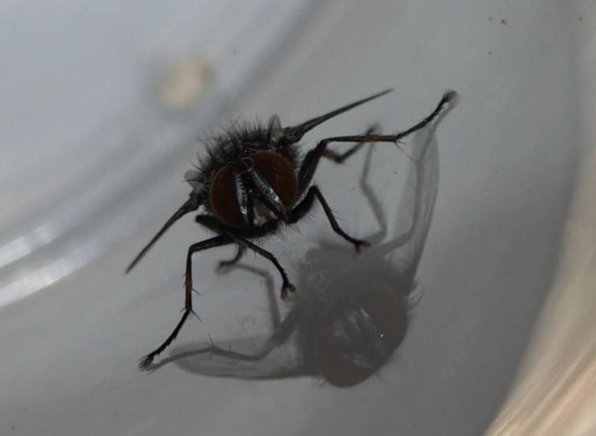 Ma tu guarda...Tachinidae