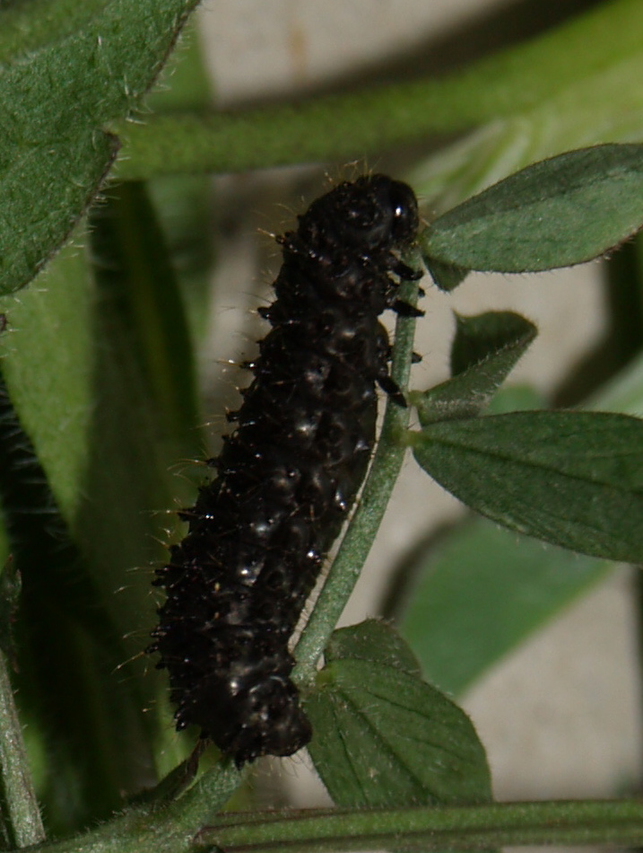 Chrysomelidae...