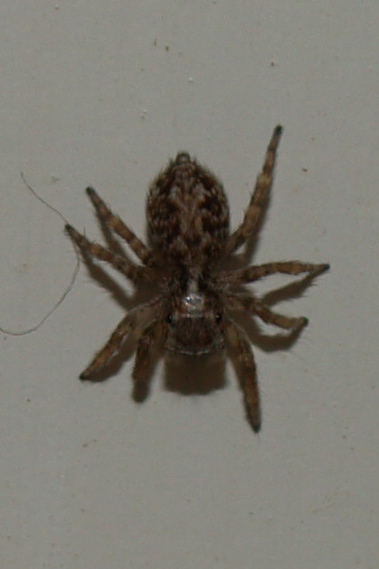 Pseudeuophrys sp.