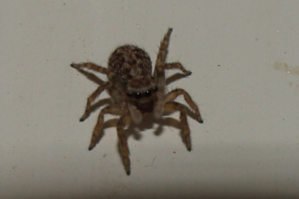 Pseudeuophrys sp.