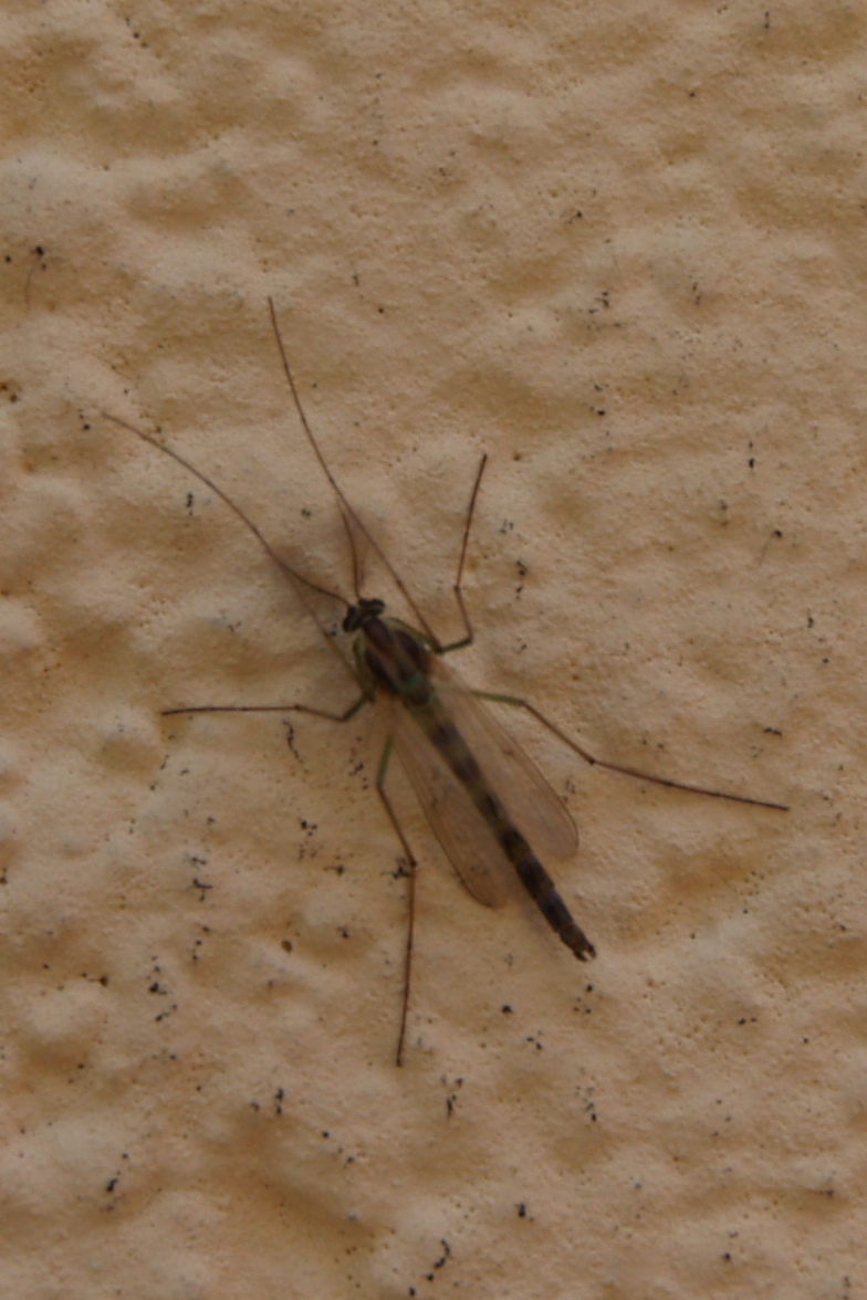 Identificazione
