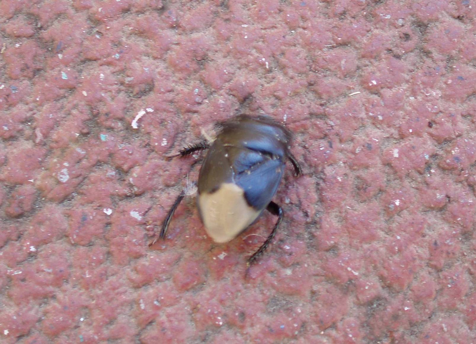 Identificazioni