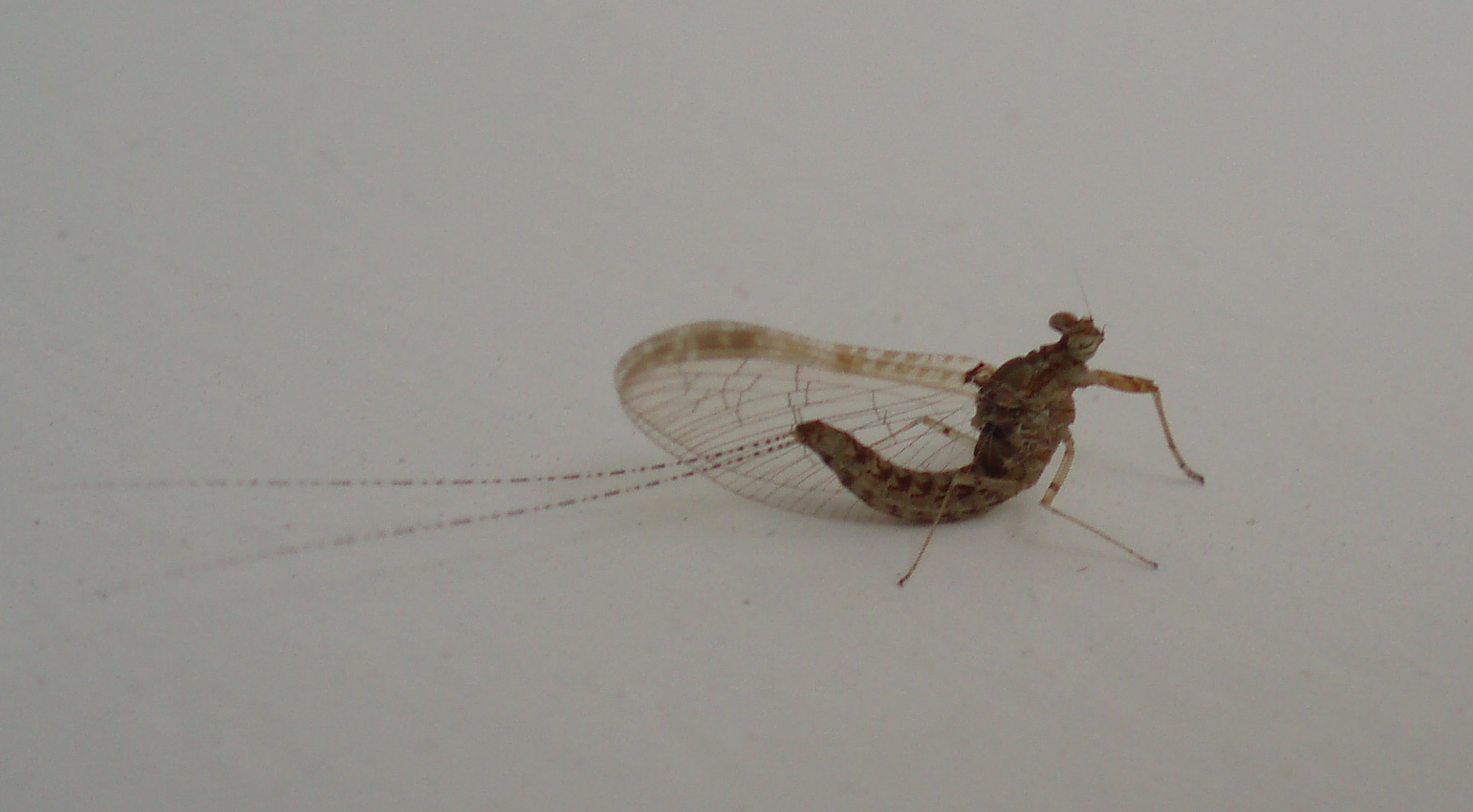 Cloeon cognatum
