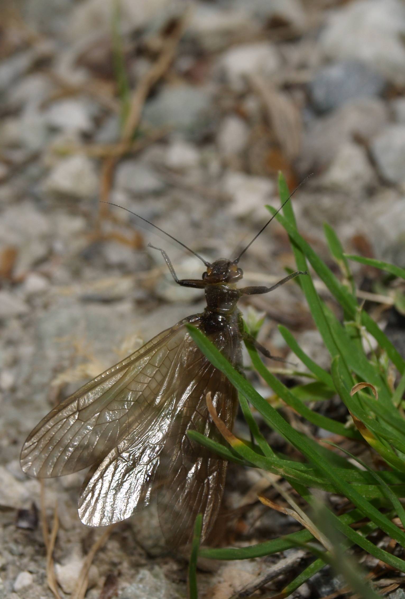 Dinocras ferreri