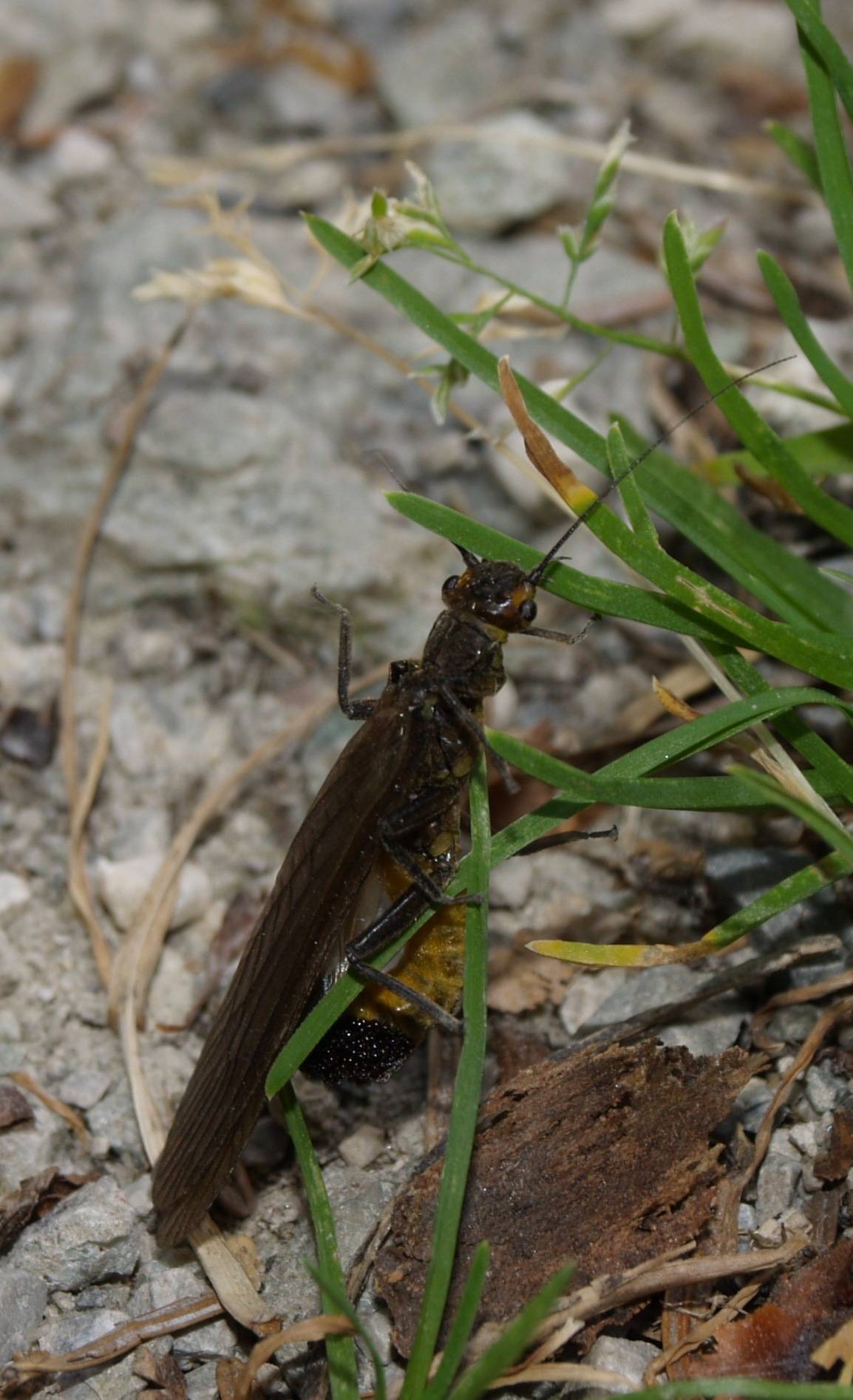 Dinocras ferreri