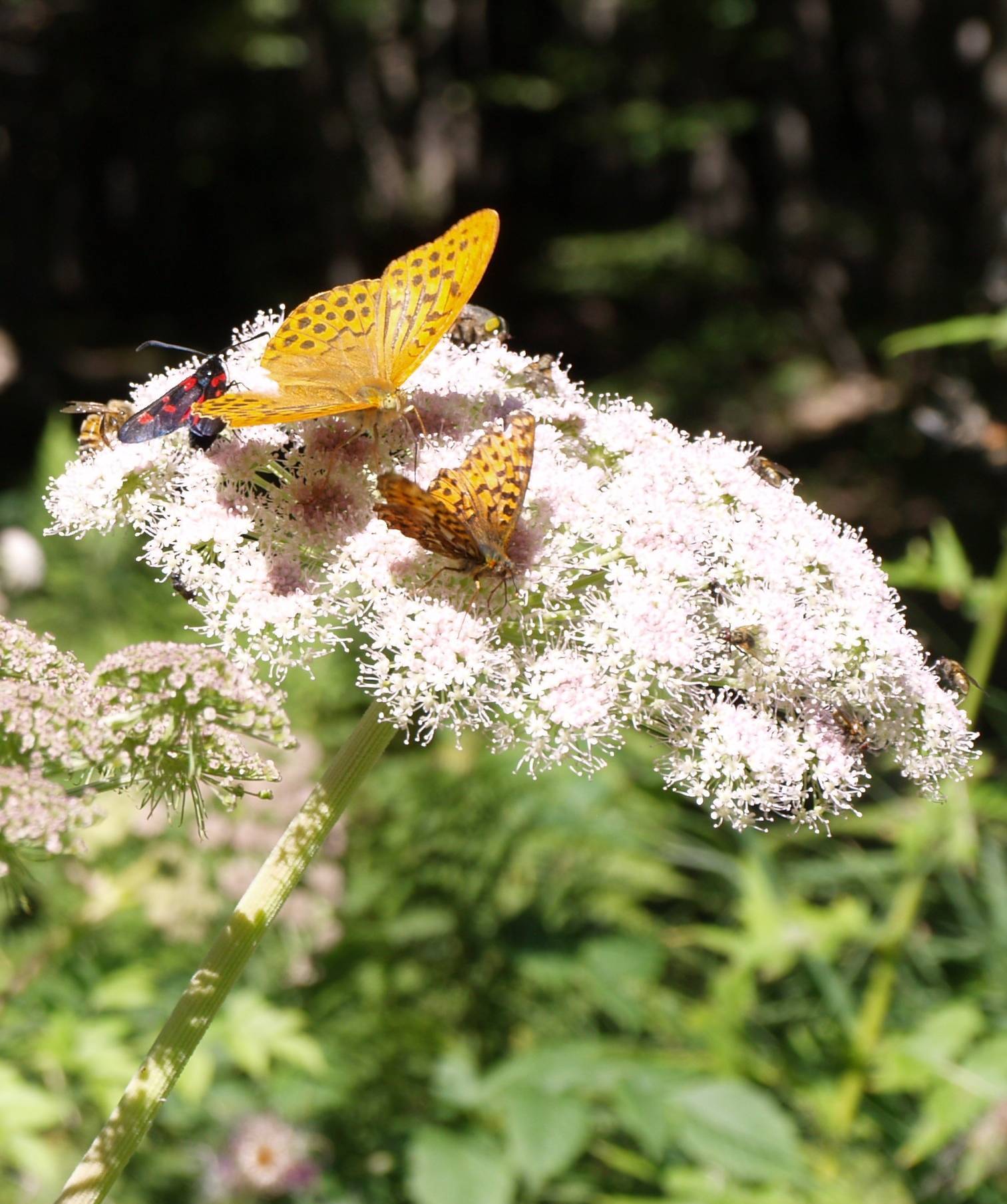 Che cos''??? Apiacea con farfalle