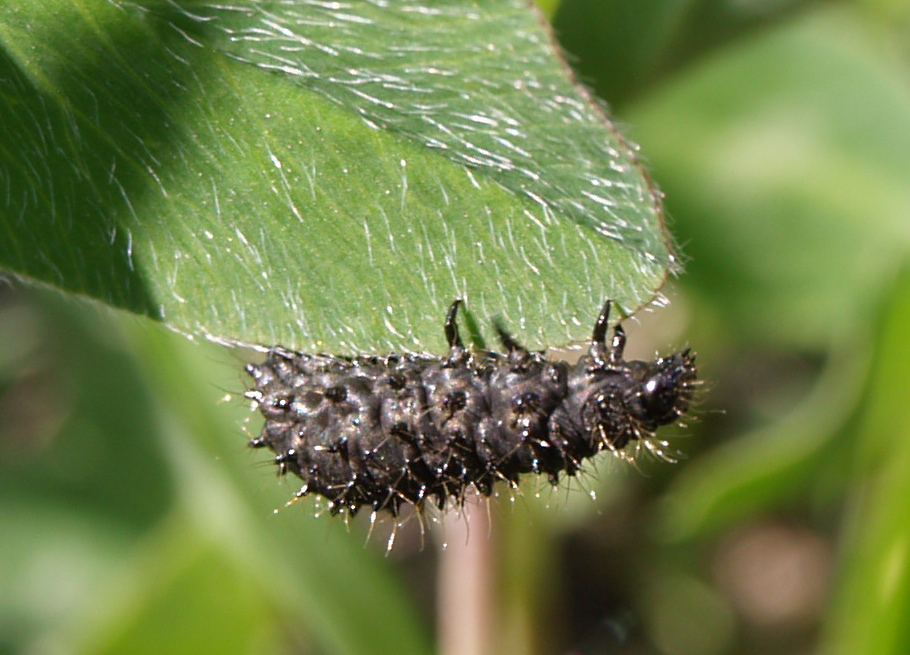 Chrysomelidae...