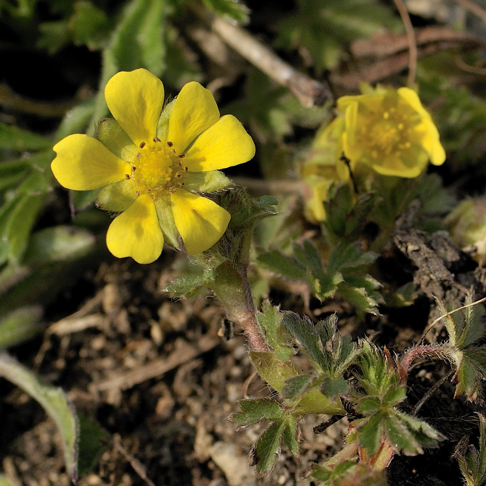 Potentilla tabernaemontani