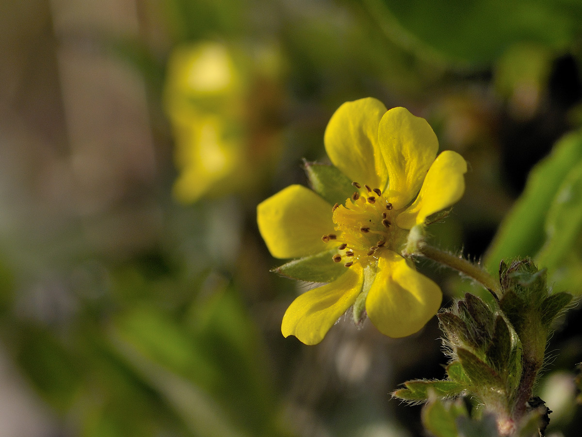 Potentilla tabernaemontani