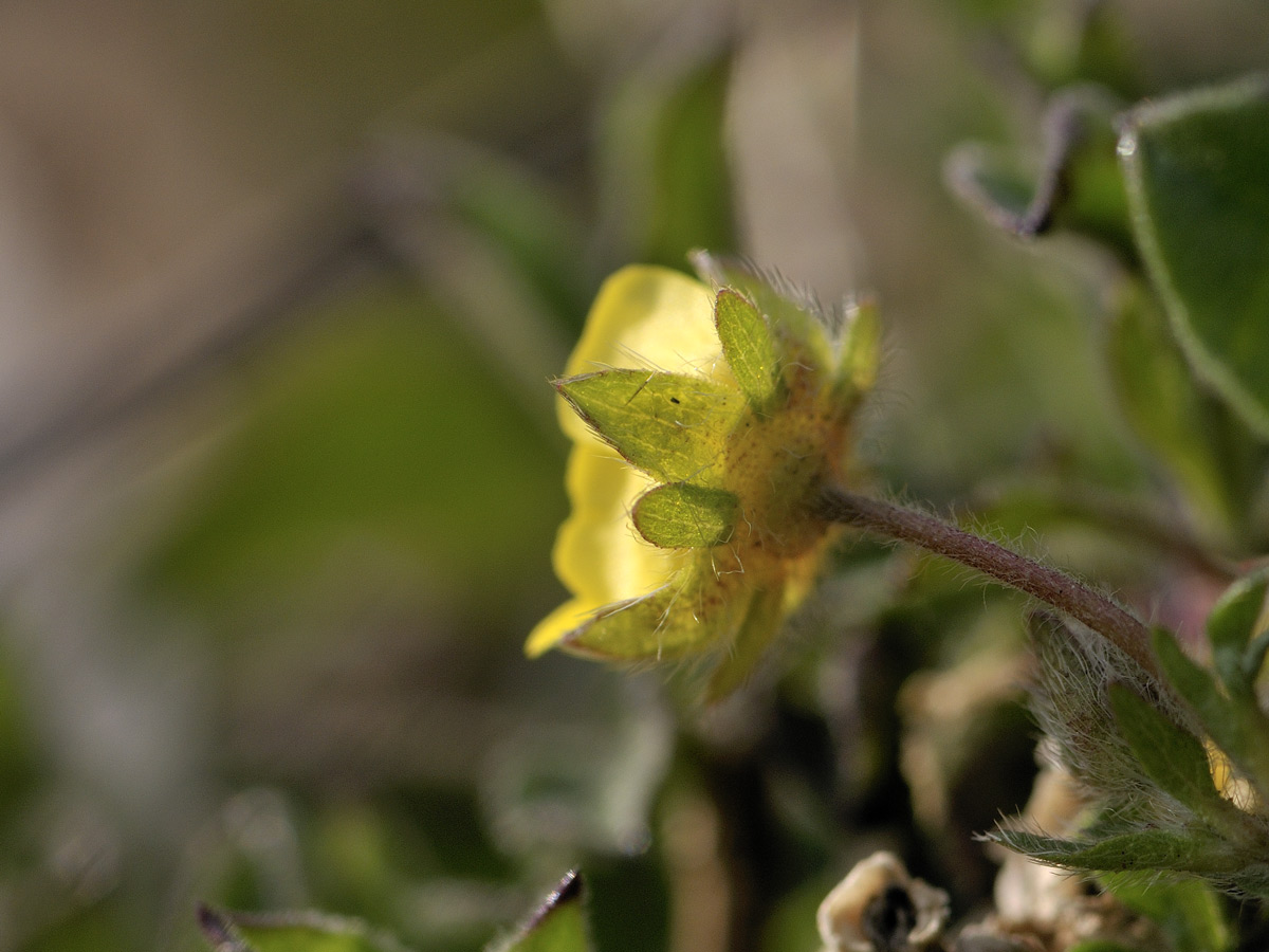 Potentilla tabernaemontani