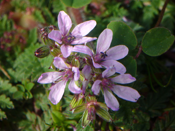 Erodium acaule  / Becco di gr a rosetta