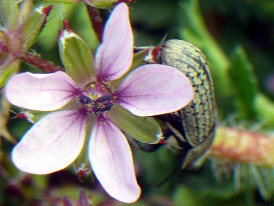 Coleottero tenebrionide: Opatrum sabulosum