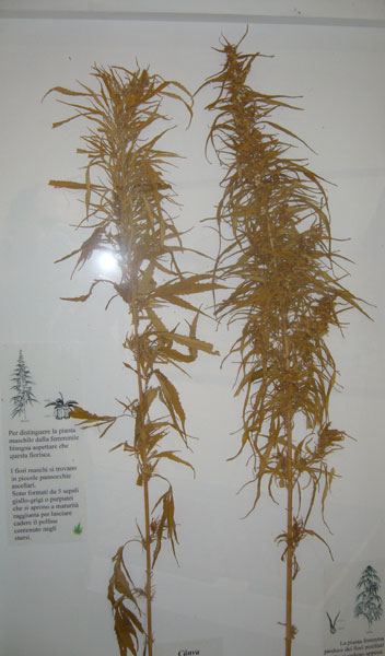 La memoria di una tradizione scomparsa