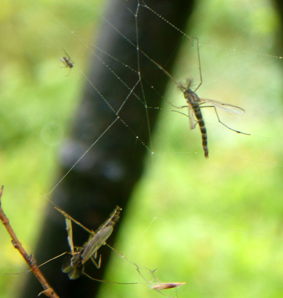 Chironomidae