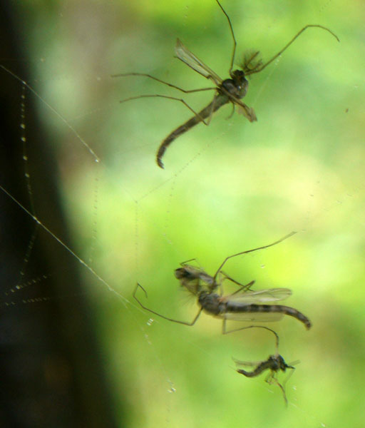 Chironomidae
