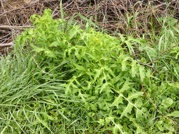 Sisymbrium irio / Erba cornacchia irida