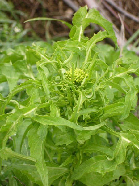 Sisymbrium irio / Erba cornacchia irida