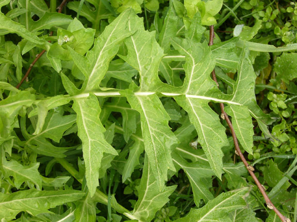 Sisymbrium irio / Erba cornacchia irida