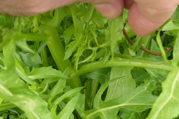 Sisymbrium irio / Erba cornacchia irida