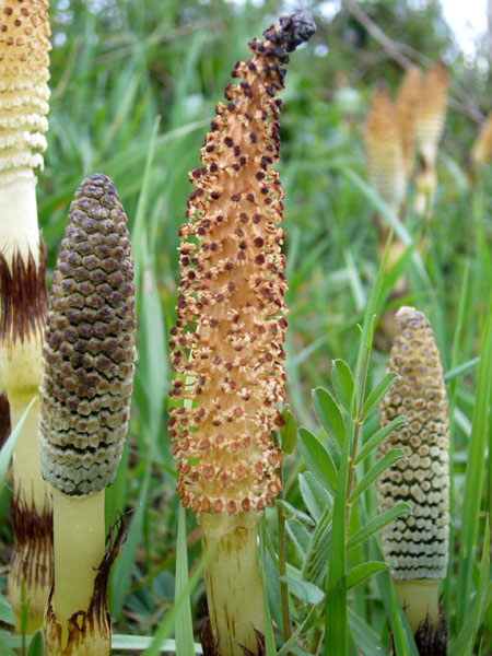 Confusioni tra Equisetum telmateja e arvense