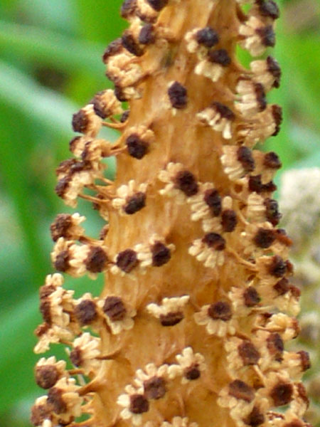 Confusioni tra Equisetum telmateja e arvense