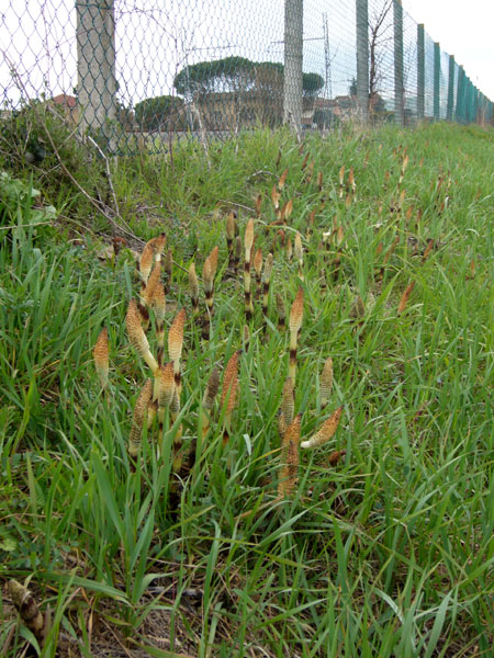 Confusioni tra Equisetum telmateja e arvense