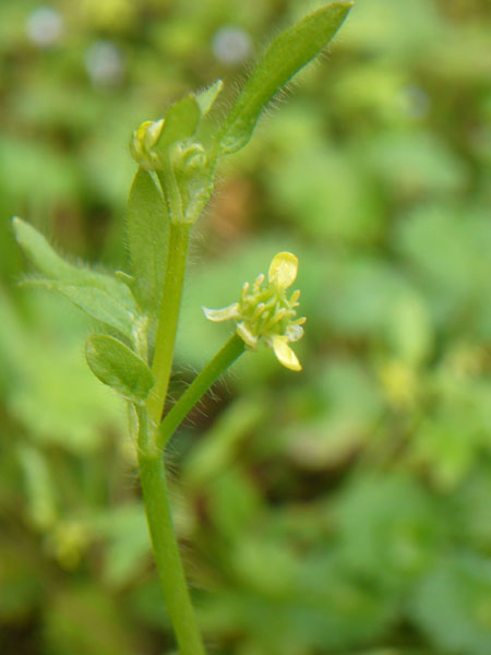 Ranunculus parviflorus / Ranuncolo pargoletto