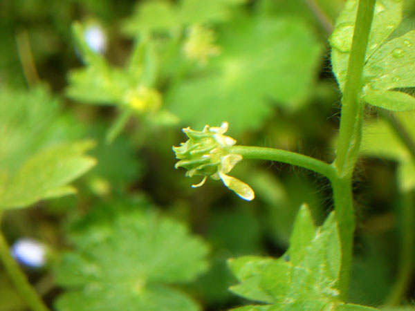 Ranunculus parviflorus / Ranuncolo pargoletto