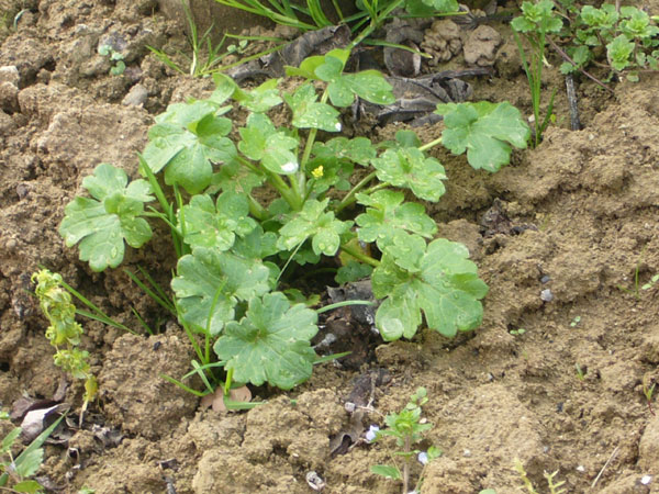Ranunculus parviflorus / Ranuncolo pargoletto