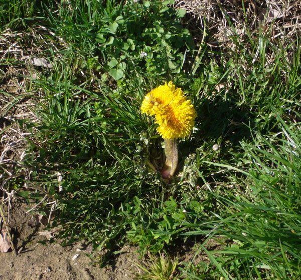 Fasciazione su Taraxacum