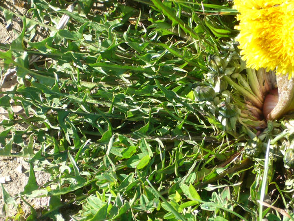 Fasciazione su Taraxacum