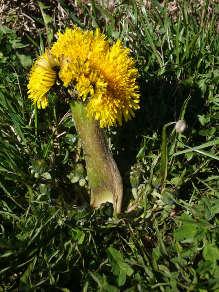 Fasciazione su Taraxacum