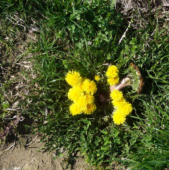 Fasciazione su Taraxacum