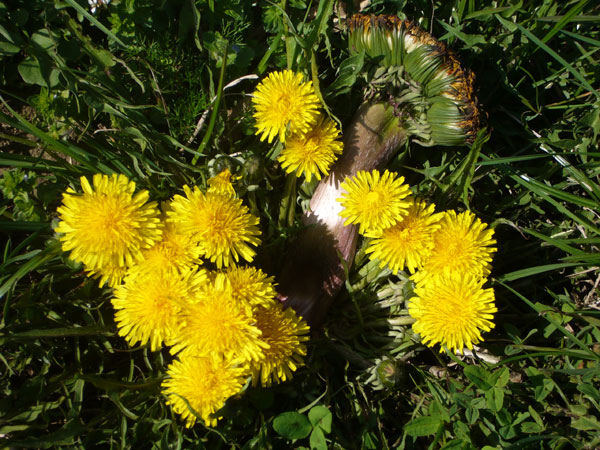 Fasciazione su Taraxacum