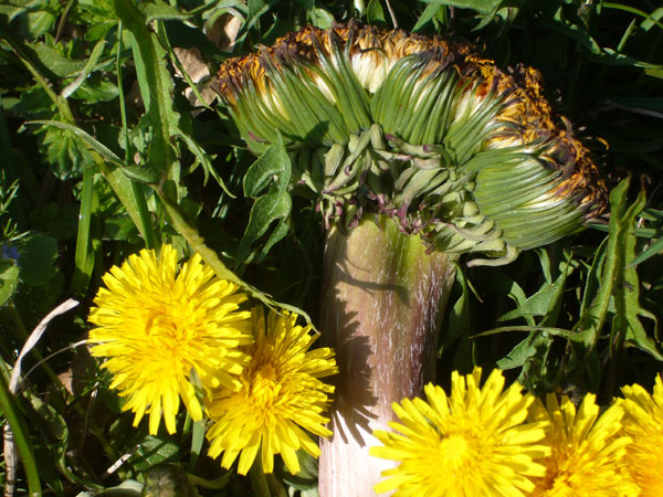 Fasciazione su Taraxacum
