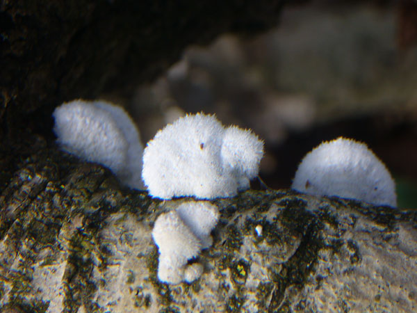 Crepidotus sp? (Schizophyllum commune)