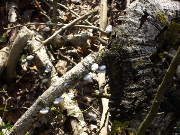 Crepidotus sp? (Schizophyllum commune)