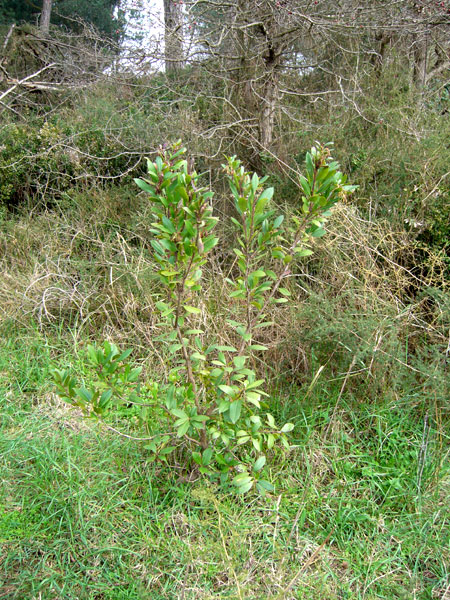 Arbutus unedo / Corbezzolo