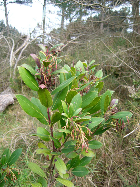 Arbutus unedo / Corbezzolo